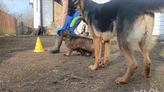 Дик Найт Эль'Тайм Ликан ,2 месяца смотреть онлайн