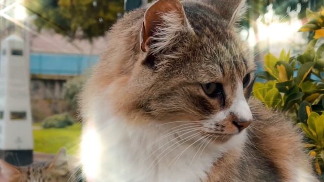 Кошачий Блюз. смотреть онлайн