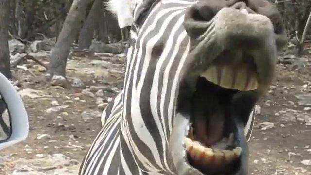Laughing Zebra 9-2-11 смотреть онлайн