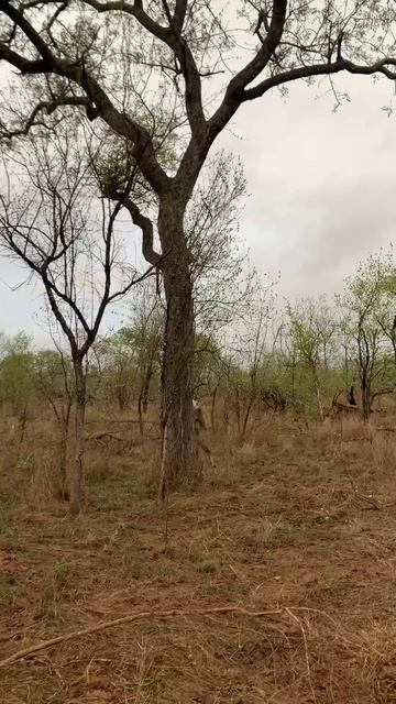 📹 Детёныш леопарда сбросил целую импалу на голову матери смотреть онлайн