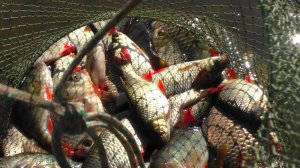 Весенняя рыбалка 2025 Бешеный жор карася и красноперки на поплавочную удочку