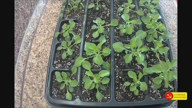 Подкормка петуний для закладки бутонов.