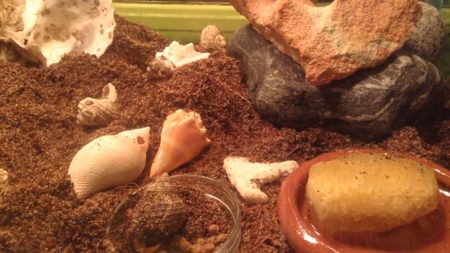 Hermit crab final escape🦀🦀🦀 смотреть онлайн