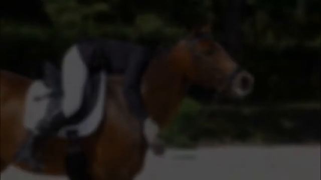 Moreliom Americum Dingo :D смотреть онлайн