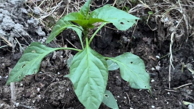 Завяли помидоры! Что делать?