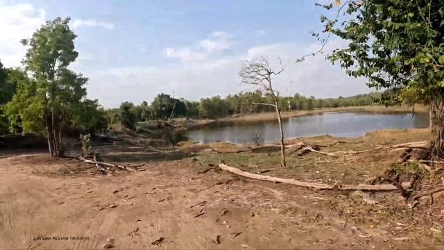 Khursapar Gate Jeep Safari in 4K Pench National Park 1 Tiger, 4 Leopards & 1 Pack Wild Dog Sighting смотреть онлайн