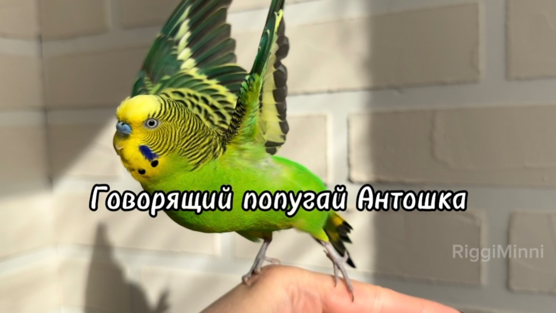 💚 Говорящий волнистый попугай по имени Антошка 💚 смотреть онлайн