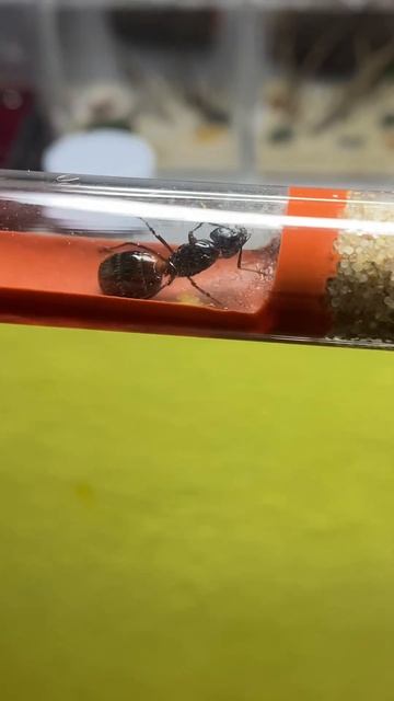 Camponotus ligniperda #ant #ants #antkeeping #insect #slovakia #camponotusligniperda #queen смотреть онлайн