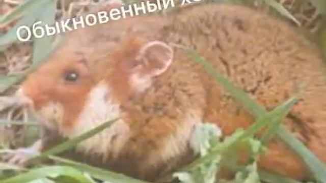 Топ 5 самых распространённых хомяков смотреть онлайн