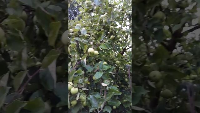 Белый налив,покупала как мало габаритный. смотреть онлайн