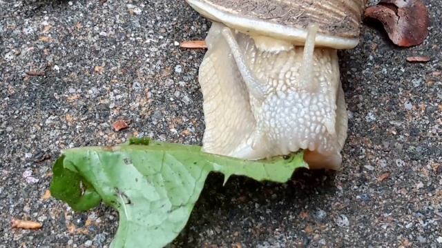 Schnecke am Löwenzahnblatt смотреть онлайн