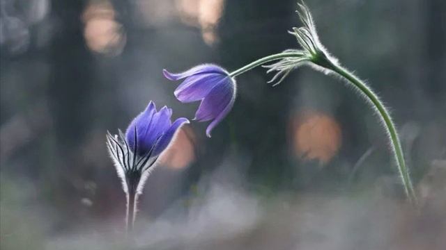 987.🎼. Jippu & Samuli Edelmann — «Jos sä tahdot niin» смотреть онлайн