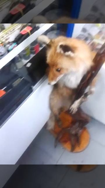 Настоящий упоротый лис смотреть онлайн