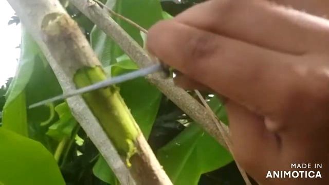 AGRI 1100 Air Layering Propagation Technique - Moringa Tree