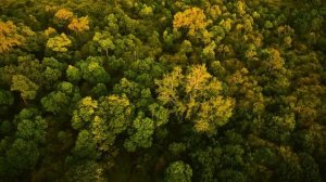 ОХОТА С ПЛЕМЕНЕМ ХАДЗА В ТЕЧЕНИЕ 1 ДНЯ! - ОНИ ЕДЯТ СЫРОЕ МЯСО, ЧТОБЫ ВЫЖИТЬ! - Д