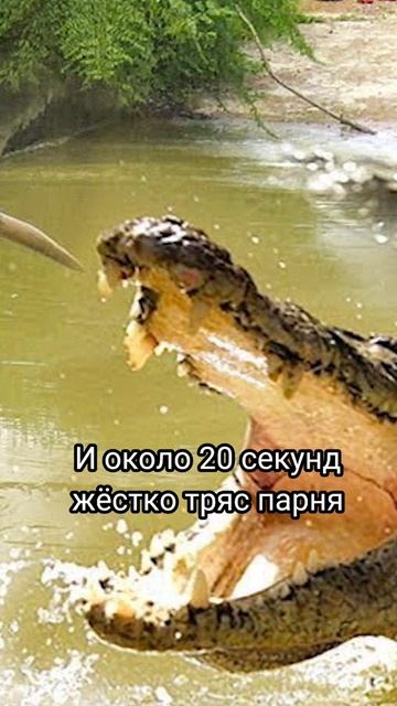 КРОКОДИЛ ВЦЕПИЛСЯ В ЕГО ШЕЮ И ЧУТЬ НЕ РАЗОРВАЛ ЕГО 🤯🐊 #shorts смотреть онлайн