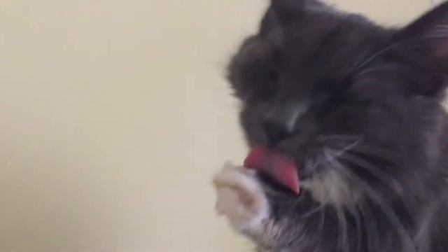 Кошка по имени Лайло умывается смотреть онлайн