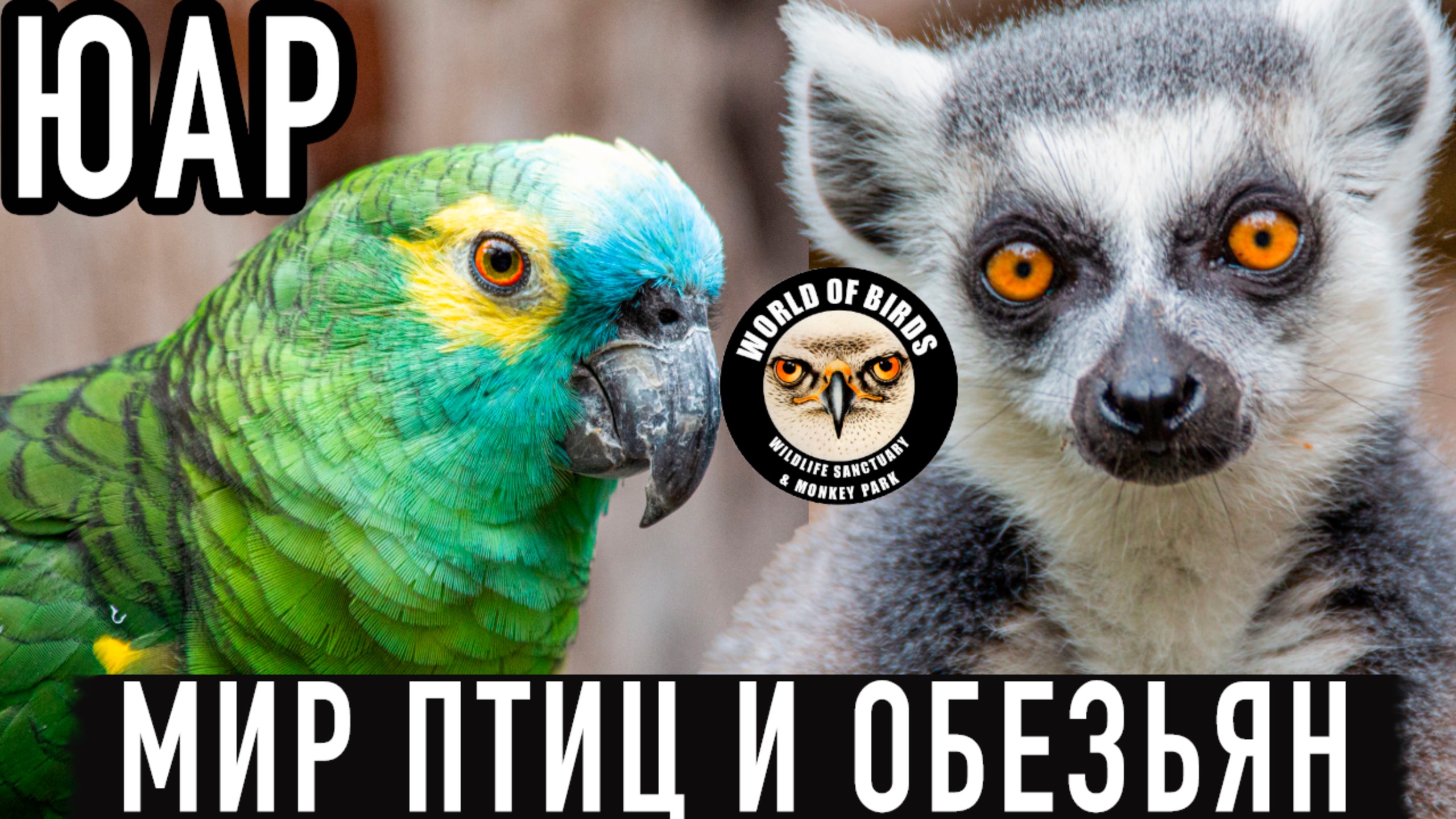 Заповедник Мир птиц и Парк обезьян / ЮАР смотреть онлайн