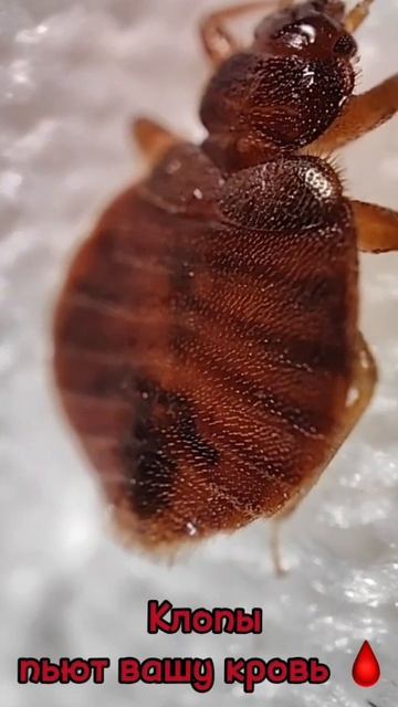 Клоп пьет кровь...