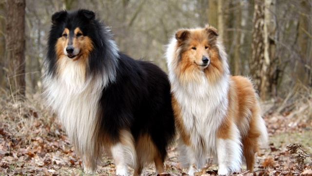 Угадай породу! Автор текста Татьяна Худякова Eteluin 2000г.