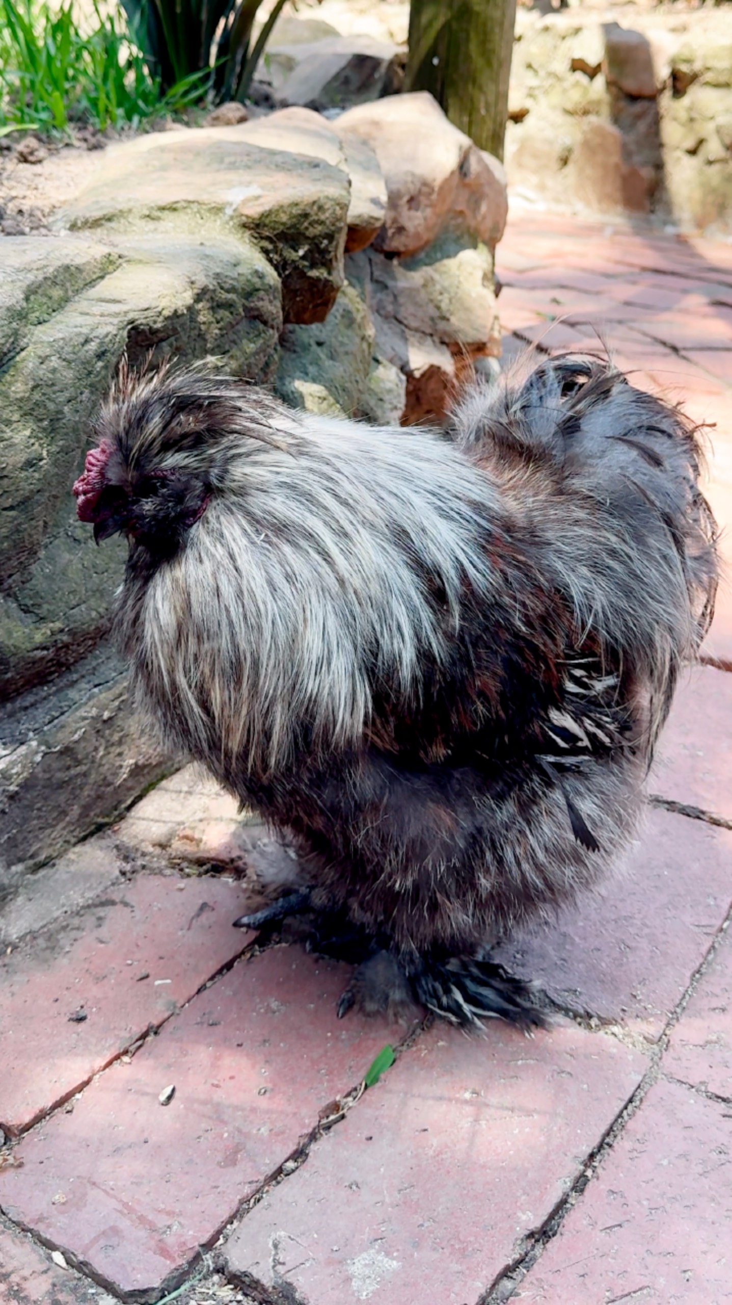 Старый петух клюет носом #ЮАР смотреть онлайн