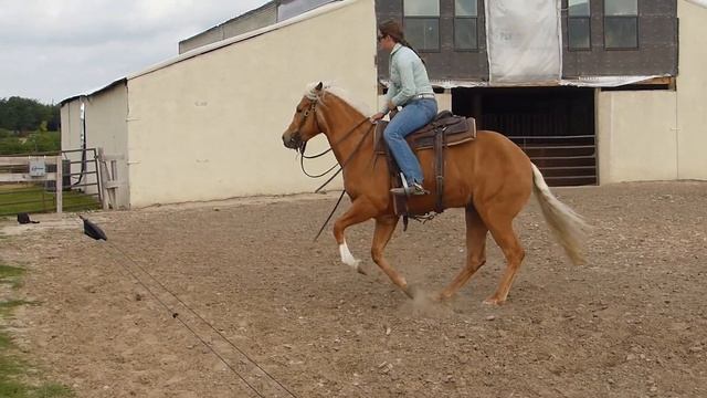 Jamie Lena Bar - working the flag - Valley View Ranch смотреть онлайн