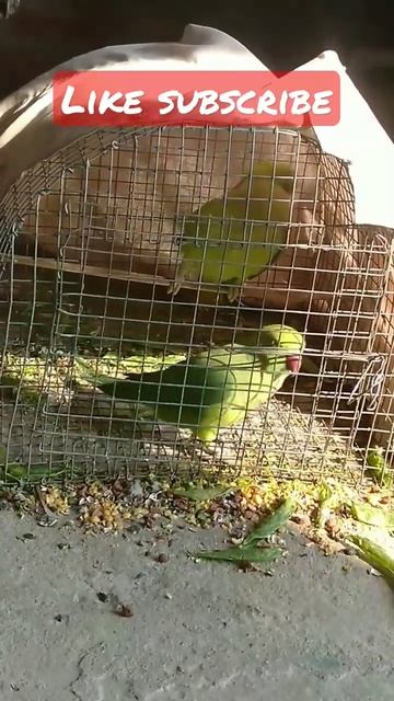parror talkihg in voice sound#shorts#Likr parrots😘😘😘😘 смотреть онлайн