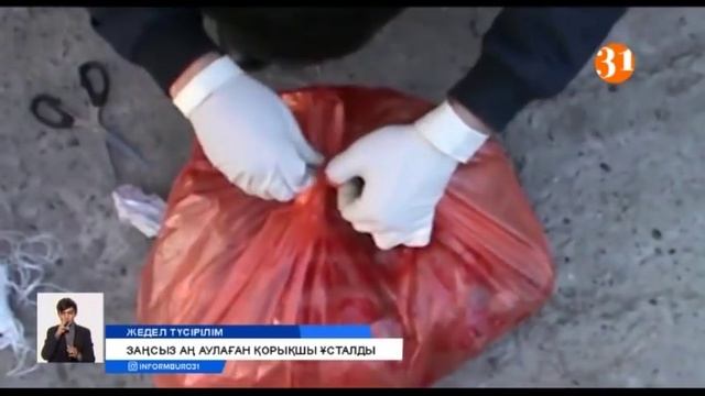 Заңсыз аң аулаған «Алтын Емел» ұлттық мемлекеттік паркінің қорықшысы ұсталды смотреть онлайн