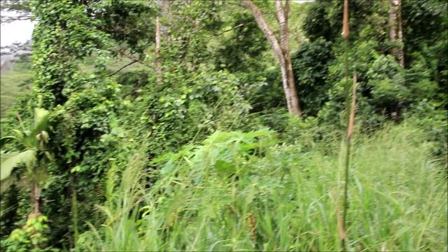 Сейшелы. Западное побережье острова Маэ.