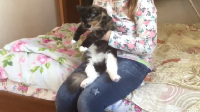 Второй vlog /котята =девчата /спиннер и Алиса !!! смотреть онлайн