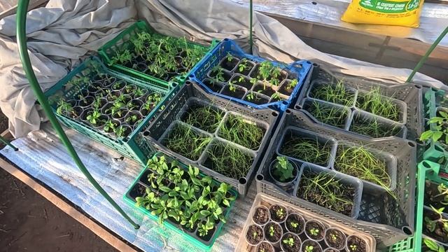 Три дня будем гулять.. Закупились продуктами.. смотреть онлайн