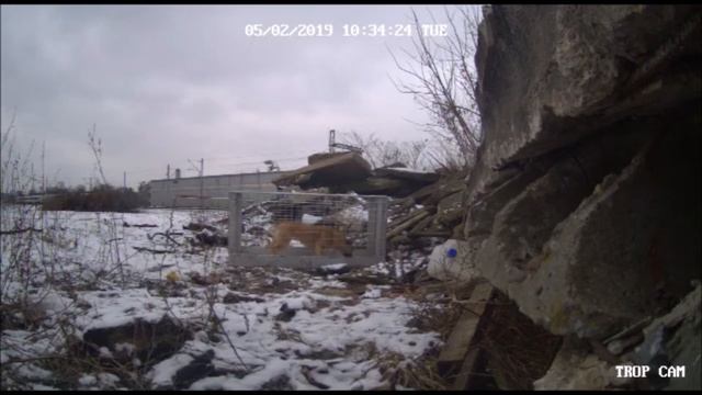 Sunia z bocznicy kolejowej. Zaczęła nowe życie. Szuka domu! смотреть онлайн