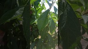 сад диплоидной сливы (20000 деревьев)на подвое алыча