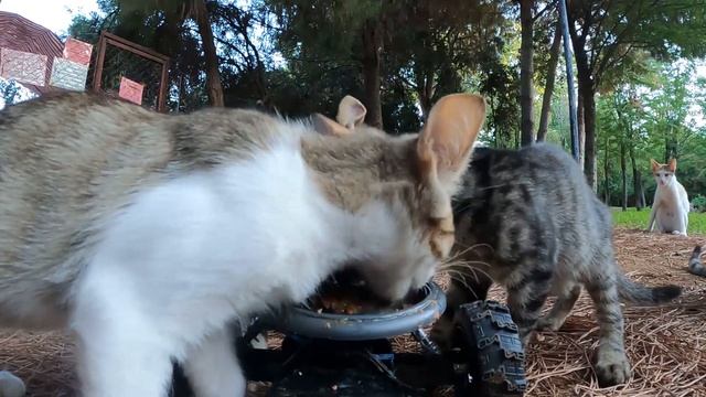 Hungry stray cats reactions to wet cat food смотреть онлайн