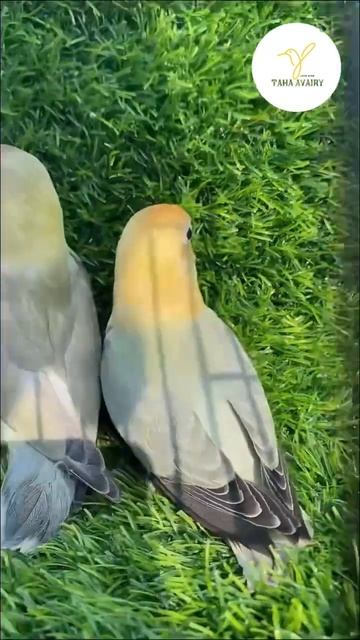 🥺❤️ #birds #birdslover #shortfeed #viralvideos #lovebird