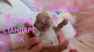 Маленькие карамельки мальтипу