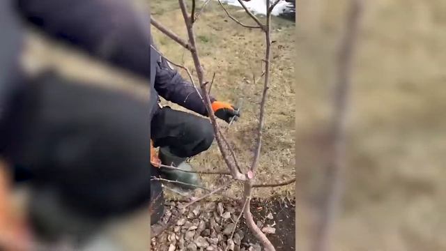 Формирование кроны молодого дерева смотреть онлайн