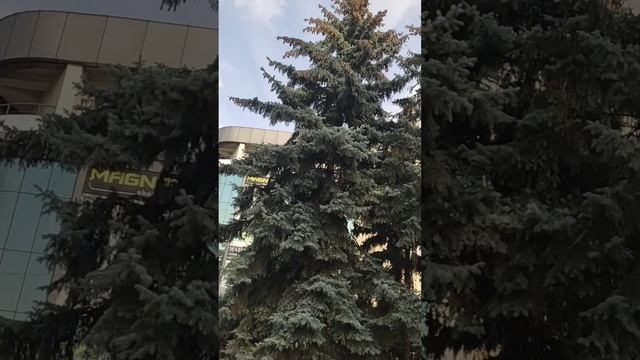 19 октября 2023 г.Зеленая и голубая ели!!! смотреть онлайн
