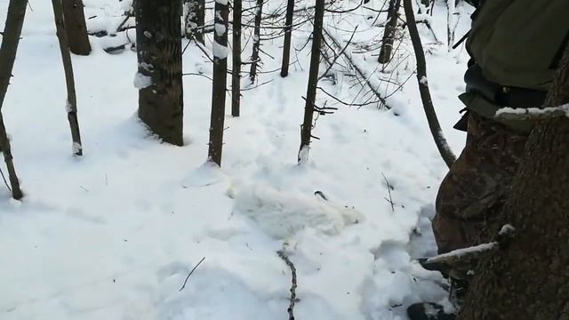Второй добыт за охоту! смотреть онлайн