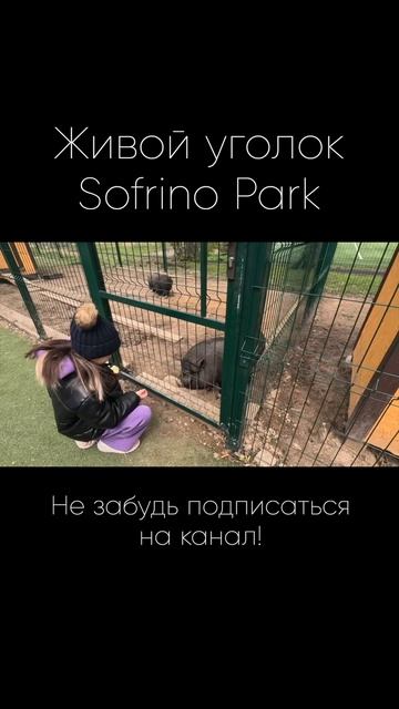 Живой уголок #shorts #животнные #animals #зоопарк #sofrinopark смотреть онлайн