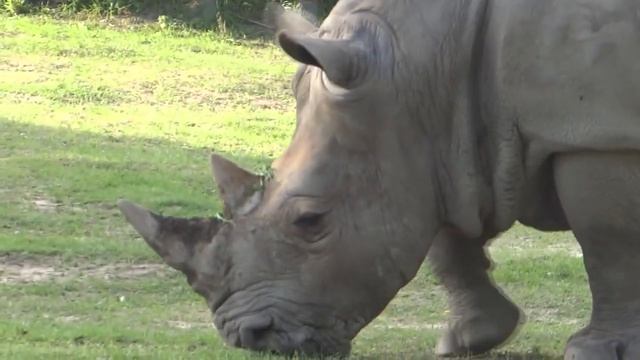 Rhino's Grazing #rhino #rhinoceros #animals #animallover #zooanimals смотреть онлайн