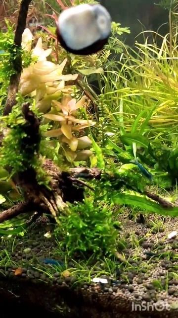 Коряга+мох 2 смотреть онлайн