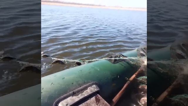 Нашли Сеть. Спасли рыбу. смотреть онлайн