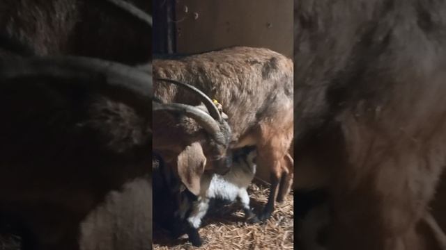 еще пять козлят