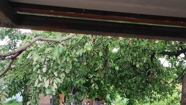 ИДЕТ ДОЖДЬ / РАДОСТЬ НА ДУШЕ/ ПОЛ В ДОМИКЕ ДЛЯ КОШЕК И КОТОВ смотреть онлайн