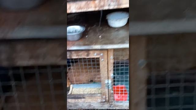 кролики Белый канон Полтавское Серебро смотреть онлайн