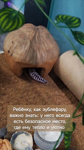 Безопасный уголок для ребенка. Наш эублефар.mp4