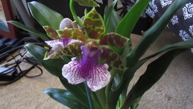 October-November 2020 Orchid blooms смотреть онлайн