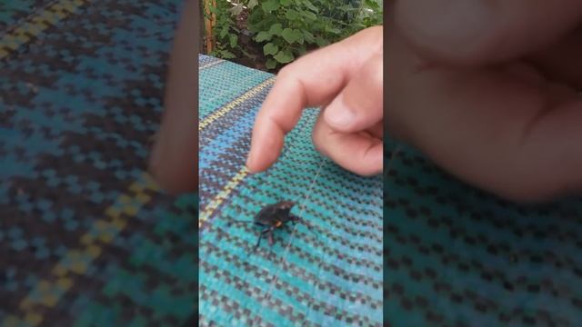 🕷 САМКА ЖУКА-ОЛЕНЯ ( ЧЕРВОНА КНИГА ) смотреть онлайн