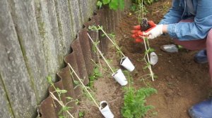 ДУШИСТЫЙ ГОРОШЕК или ЧИНА ДУШИСТАЯ (LATHYRUS).